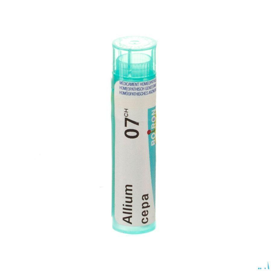 Allium Cepa 7CH Gr 4g  -  Boiron
