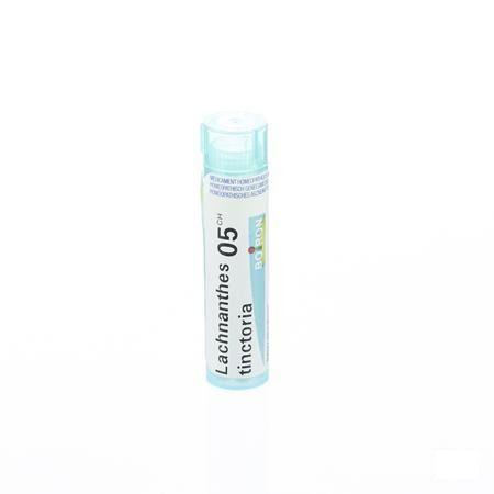 Lachnanthes Tinctoria 5CH Gr 4g  -  Boiron