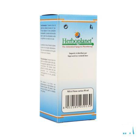 Ficus Carica Msa Macerat Gouttes 50 ml  -  Herboplanet
