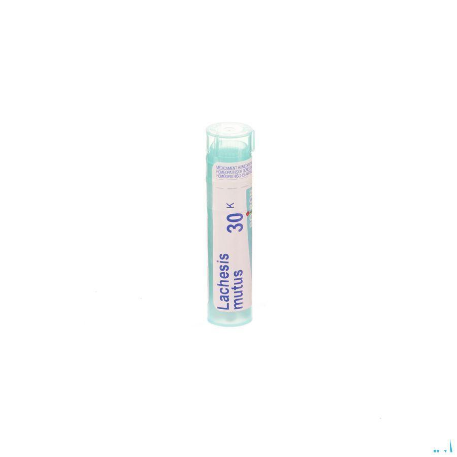Lachesis Mutus 30K Gr 4g  -  Boiron