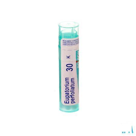 Eupatorium Perfoliatum 30K Gr 4g  -  Boiron