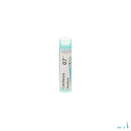 Lachesis Mutus 7CH Gr 4g  -  Boiron
