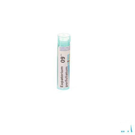 Eupatorium Perfoliatum 9CH Gr 4g  -  Boiron