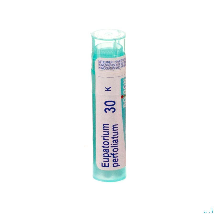 Eupatorium Perfoliatum 30K Gr 4g  -  Boiron