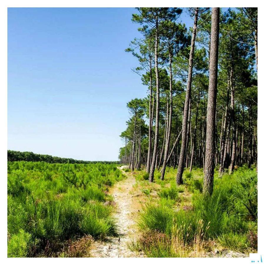 Paardenkastanje Bio Amp 20 Fitoform