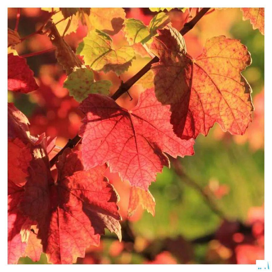 Paardenkastanje Bio Amp 20 Fitoform