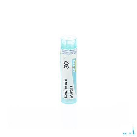 Lachesis Mutus 30CH Gr 4g  -  Boiron
