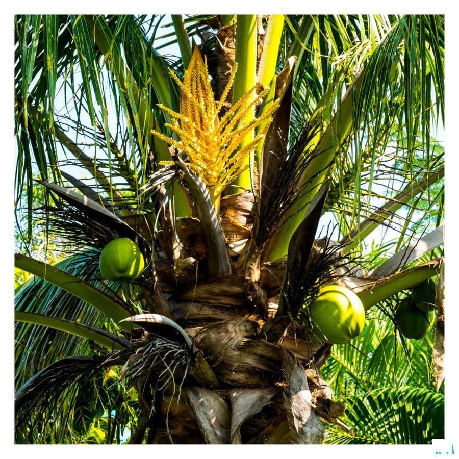 Fitoform Veggie Acerola 100 Bio Comp 60  -  Bioholistic Diffusion