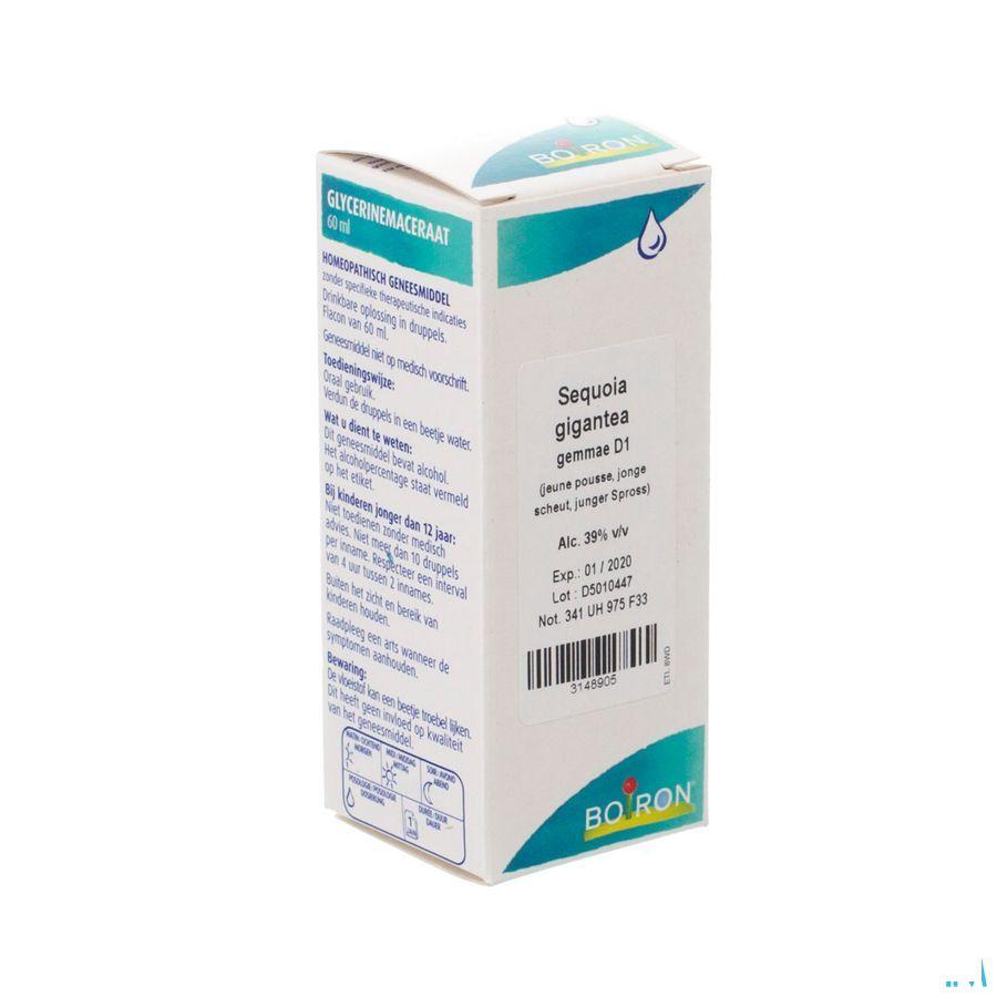 Sequoia Gigantea Gemmo D1 60 ml  -  Boiron