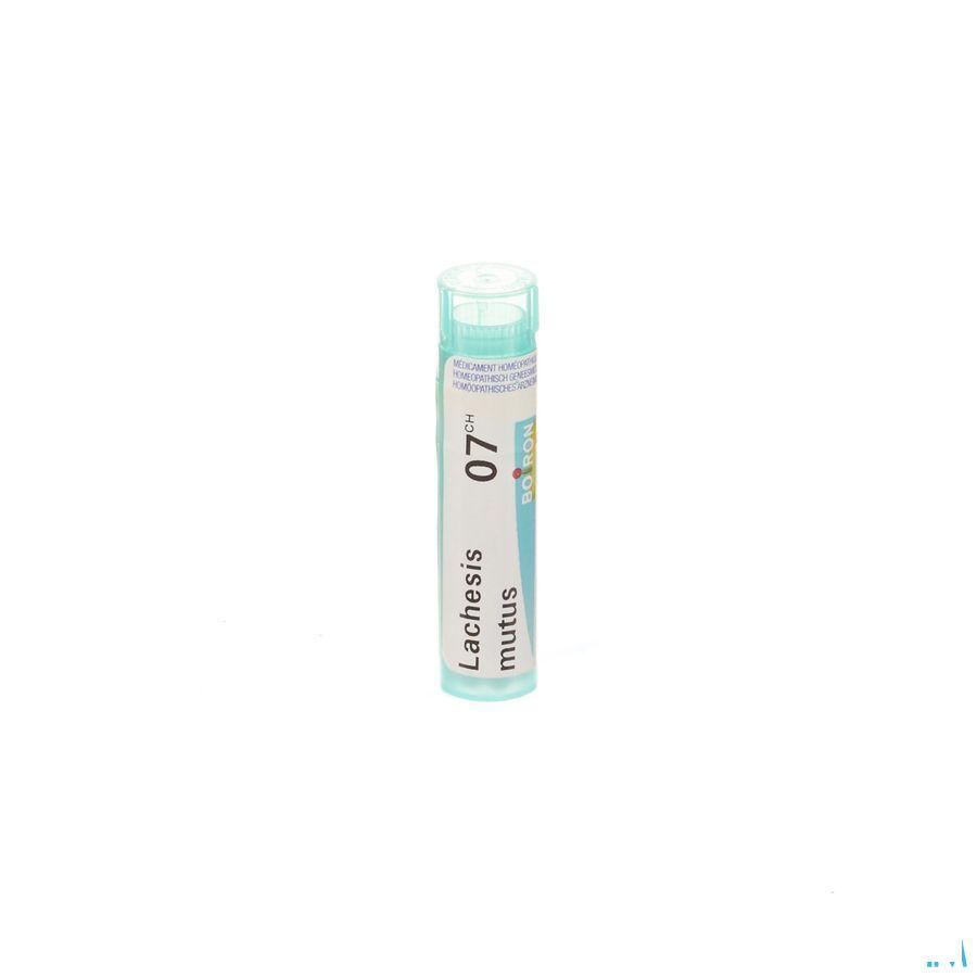Lachesis Mutus 7CH Gr 4g  -  Boiron
