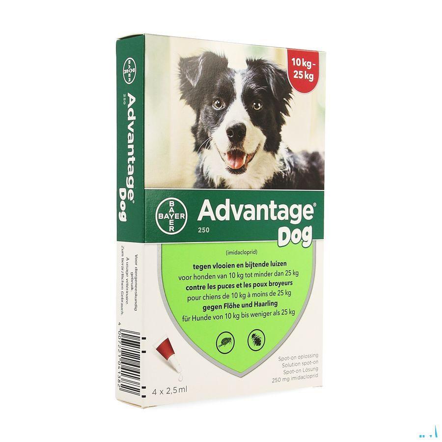 Advantage 250 Chiens 10