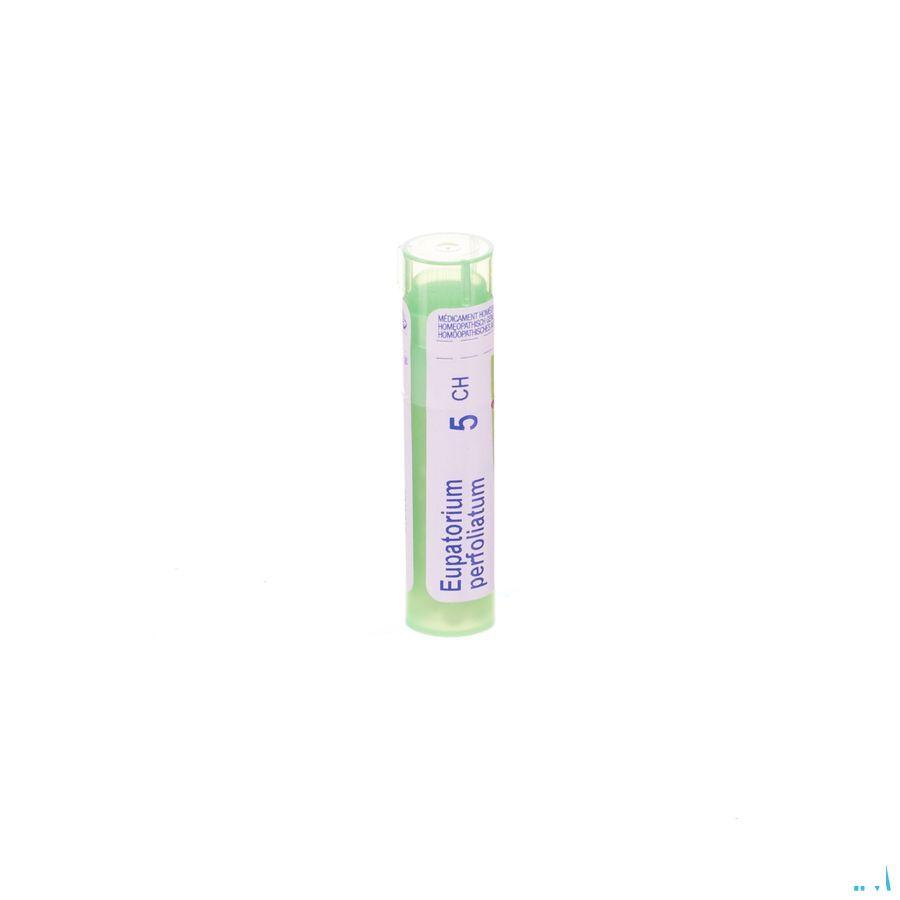Eupatorium Perfoliatum 5CH Gr 4g  -  Boiron