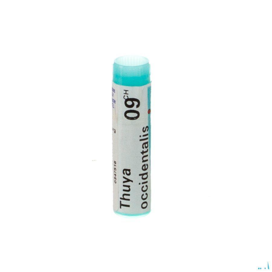 Thuya Occidentalis 9CH Gl  -  Boiron