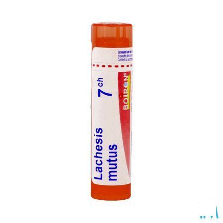 Lachesis Mutus 7CH Gr 4g  -  Boiron