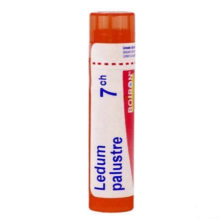 Ledum Palustre 7CH Gr 4g  -  Boiron