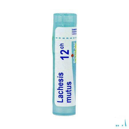 Lachesis Mutus 12ch Gl  -  Boiron
