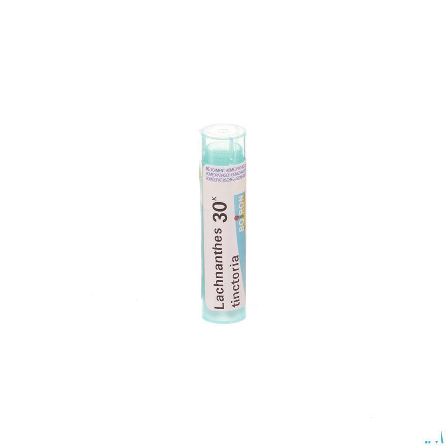 Lachnanthes Tinctoria 30K Gr 4g  -  Boiron