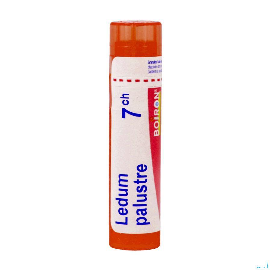 Ledum Palustre 7CH Gr 4g  -  Boiron