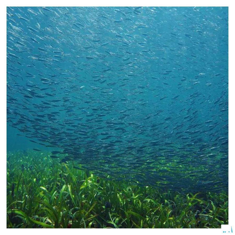 Calcium Marin Tabletten 60 Fitoform  -  Bioholistic Diffusion