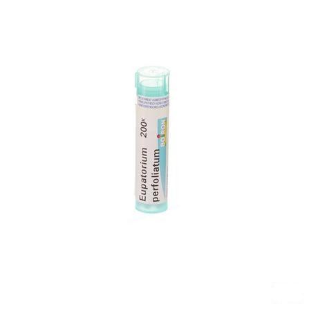 Eupatorium Perfoliatum 200K Gr 4g  -  Boiron