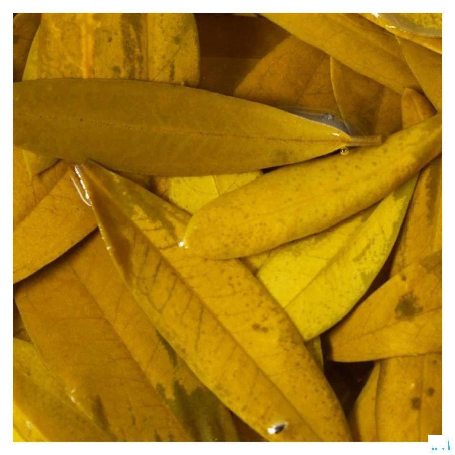 Olijfboom Glyc.mac 30 ml  -  Bioholistic Diffusion