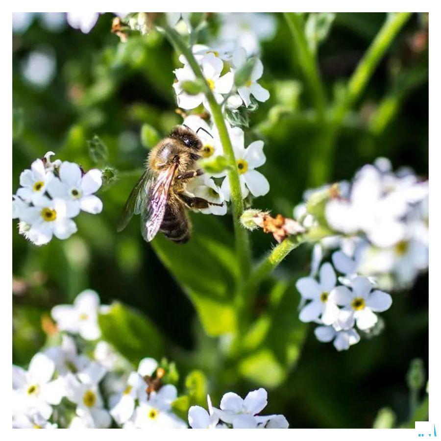 Koninginnebrij Bio Pot 25 gr Fitoform  -  Bioholistic Diffusion