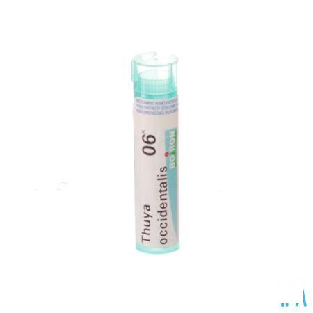 Thuya Occidentalis 6k Gr 4g  -  Boiron