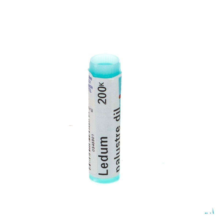 Ledum Palustre 200K Gl  -  Boiron
