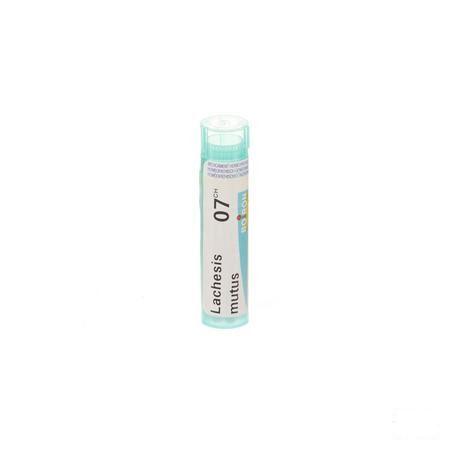 Lachesis Mutus 7CH Gr 4g  -  Boiron