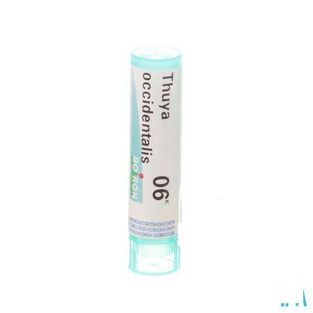Thuya Occidentalis 6k Gr 4g  -  Boiron