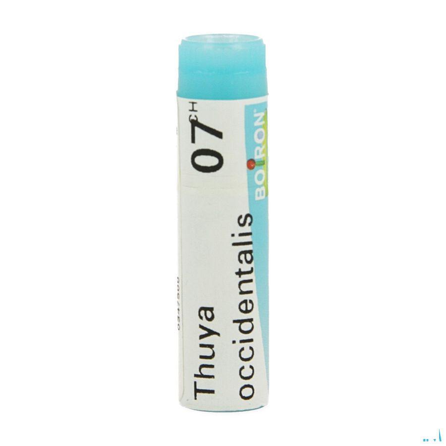 Thuya Occidentalis 7CH Gl  -  Boiron