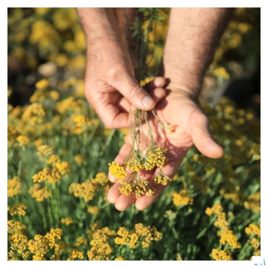 Helichryse Bio Huile Essentielle 5 ml  -  Bioholistic Diffusion