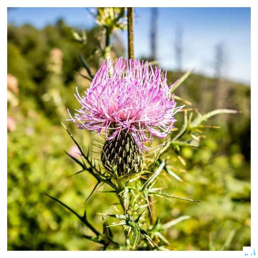 Hepactif Bio Ampullen 20x10 ml Fitoform  -  Bioholistic Diffusion