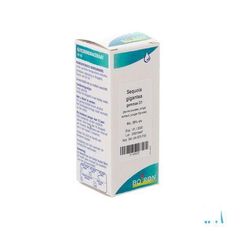 Sequoia Gigantea Gemmo D1 60 ml  -  Boiron