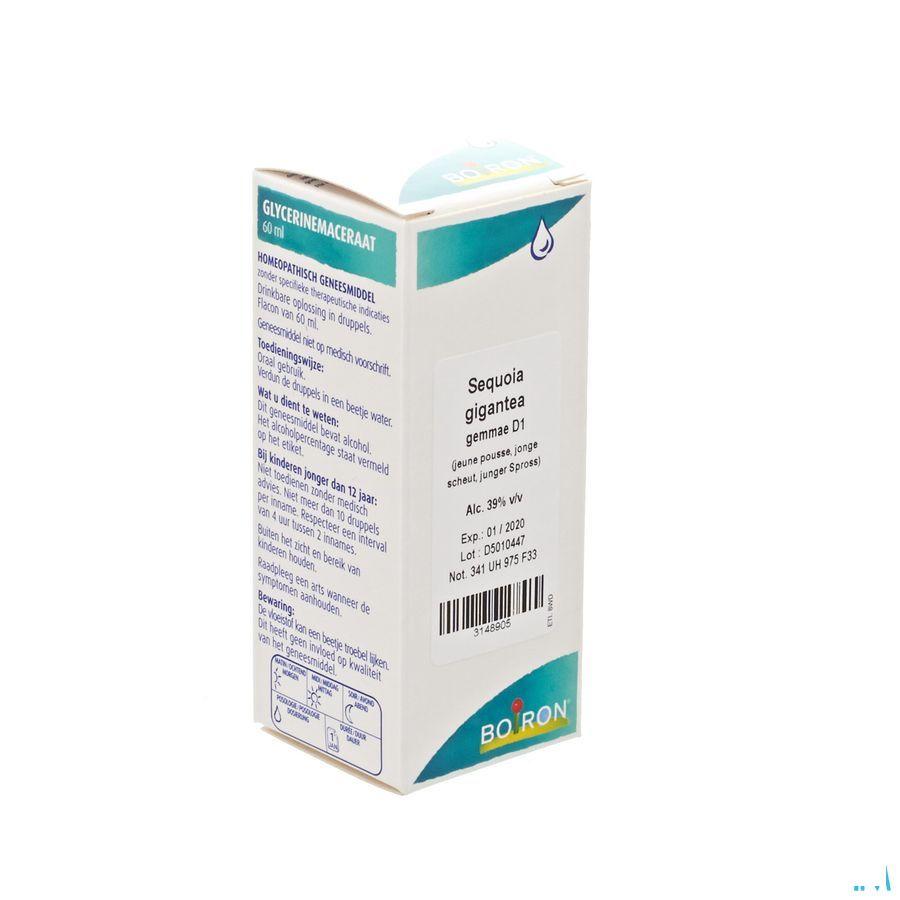 Sequoia Gigantea Gemmo D1 60 ml  -  Boiron