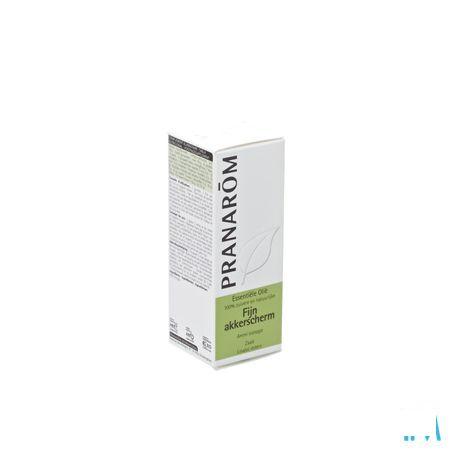 Khella Huile Essentielle 5 ml  -  Pranarom