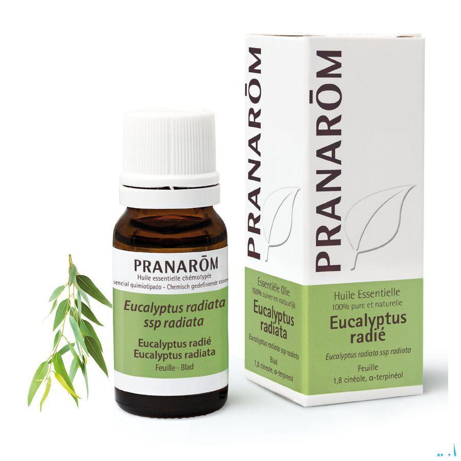 Eucalyptus Radiata Essentiele Olie 10 ml  -  Pranarom