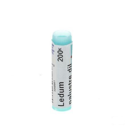 Ledum Palustre 200K Gl  -  Boiron