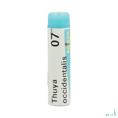 Thuya Occidentalis 7CH Gl  -  Boiron