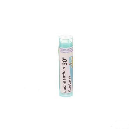 Lachnanthes Tinctoria 30K Gr 4g  -  Boiron