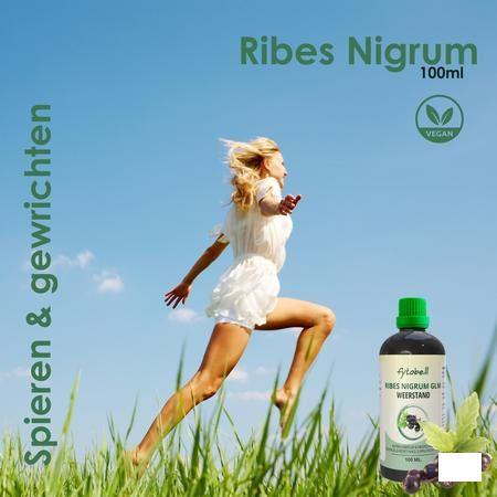 Fytobell Ribes Nigrum Glm 100 ml