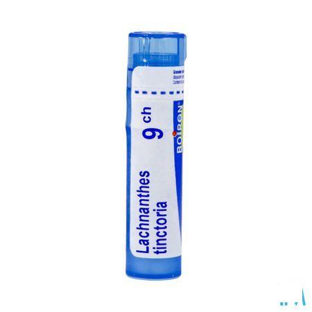 Lachnanthes Tinctoria 9CH Gr 4g  -  Boiron