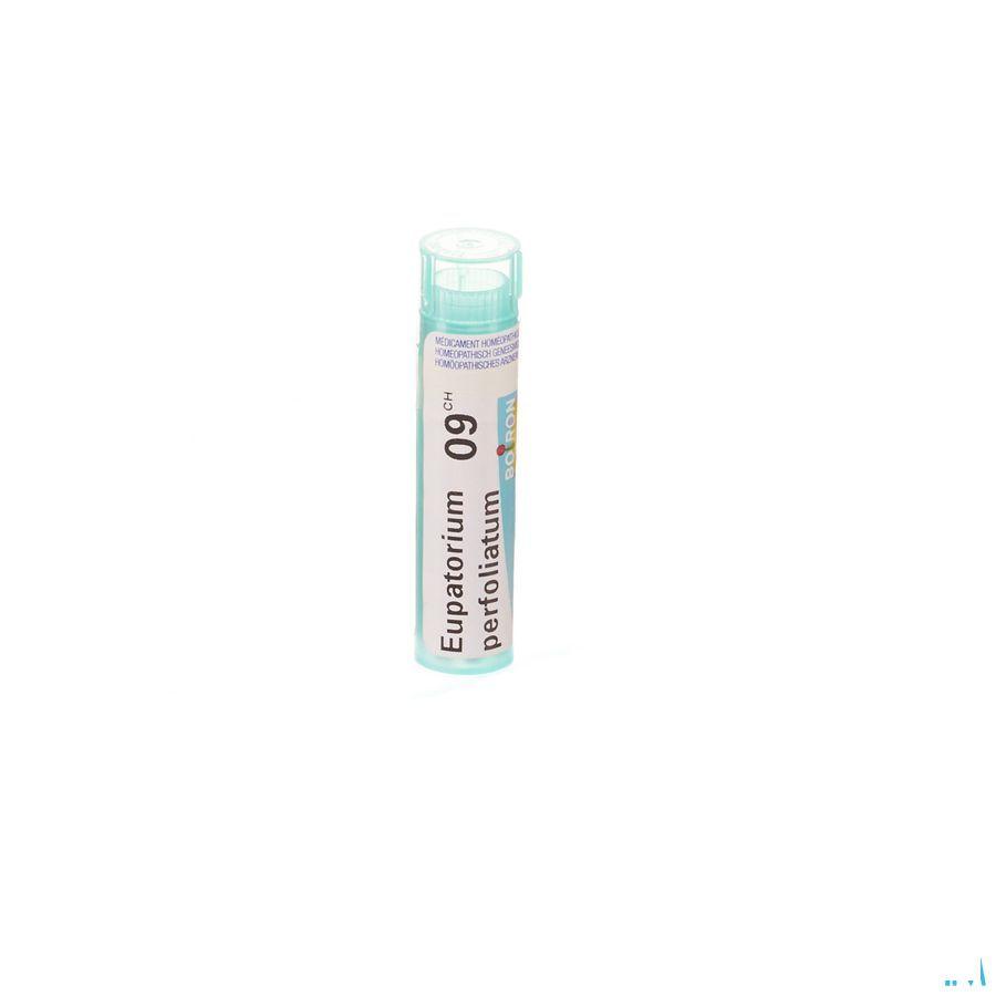 Eupatorium Perfoliatum 9CH Gr 4g  -  Boiron