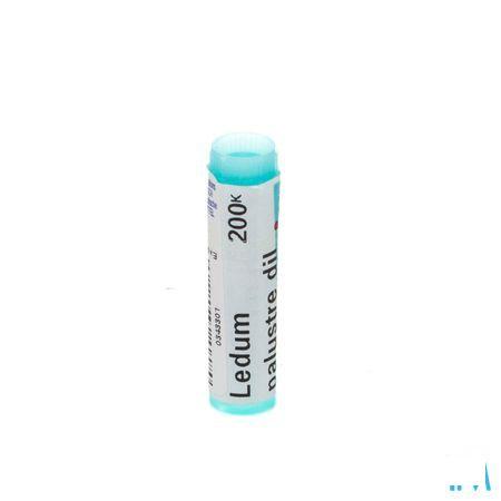 Ledum Palustre 200K Gl  -  Boiron