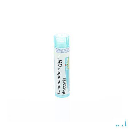 Lachnanthes Tinctoria 5CH Gr 4g  -  Boiron
