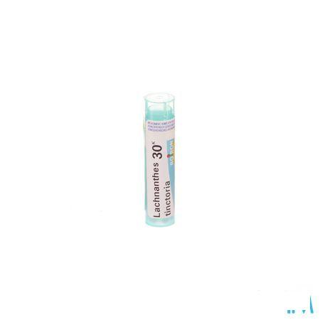 Lachnanthes Tinctoria 30K Gr 4g  -  Boiron