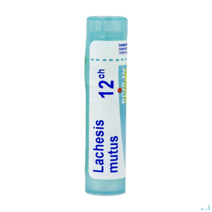 Lachesis Mutus 12ch Gl  -  Boiron