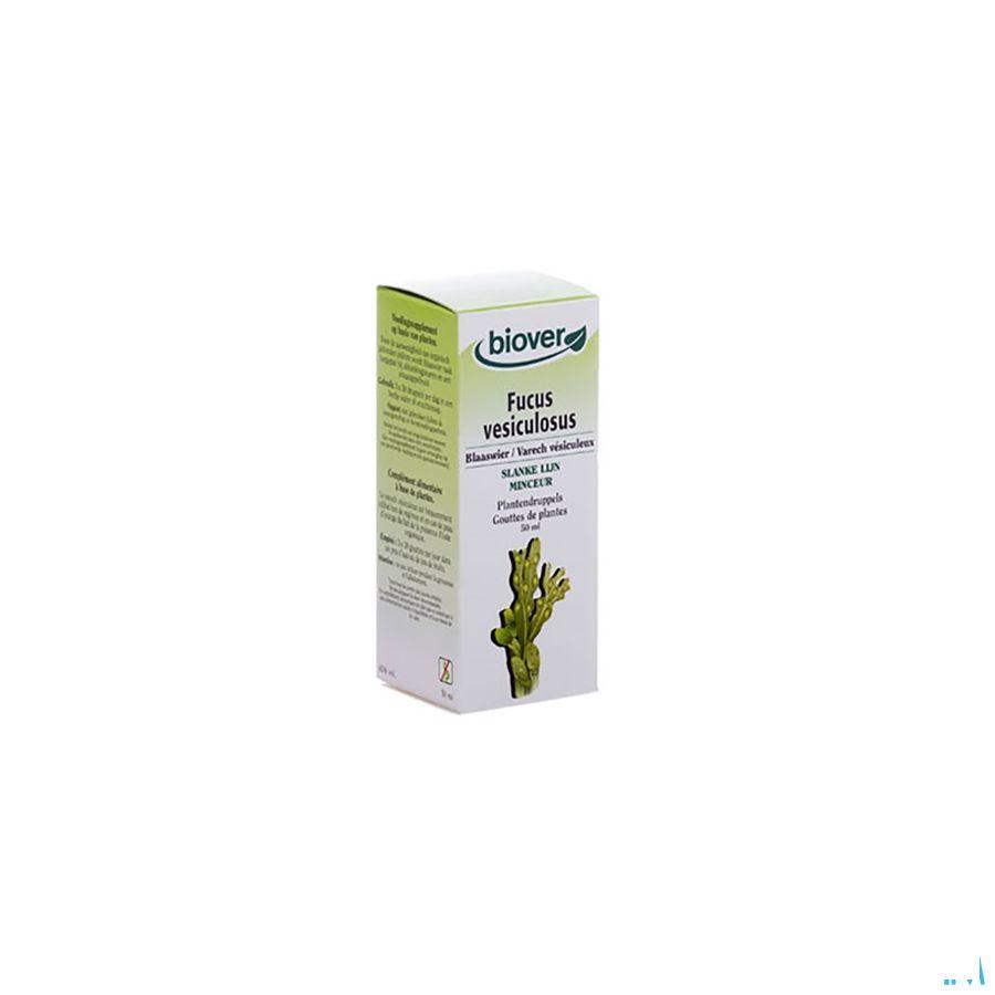 Blaaswier Teinture 50 ml   -  Ocebio