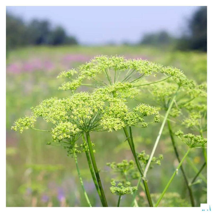 Stoma Blister Tabletten 45 Fitoform  -  Bioholistic Diffusion