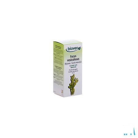 Blaaswier Teinture 50 ml   -  Ocebio